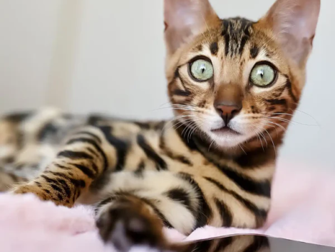 thea-bengal-kitten-164_600x