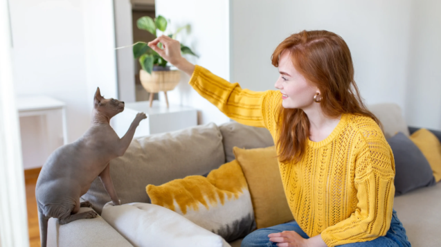 ultimate-purebred-kitten-training-guide-mastering-behavior